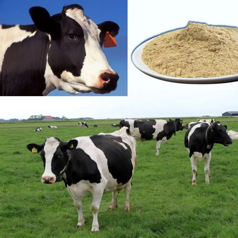 Feed Probiotic for cow and Sheep SUKAFEED-R.Gain Probiotic Ruminant