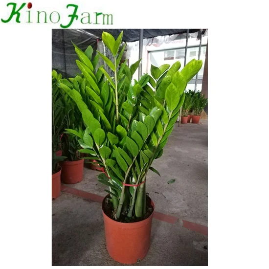 
Zamioculcas 