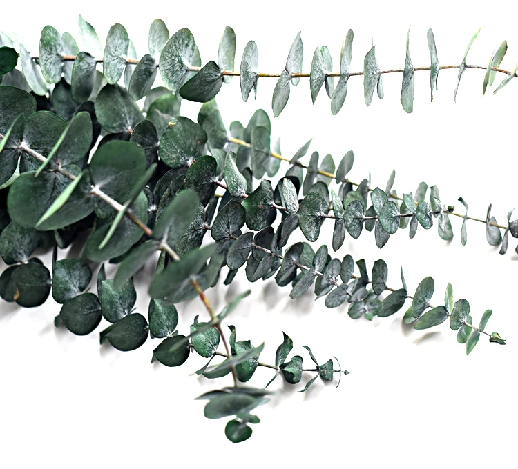 Wholesale Preserved Eucalyptus Stems Ever Lasting Flowers For Wedding Party Home Decoration