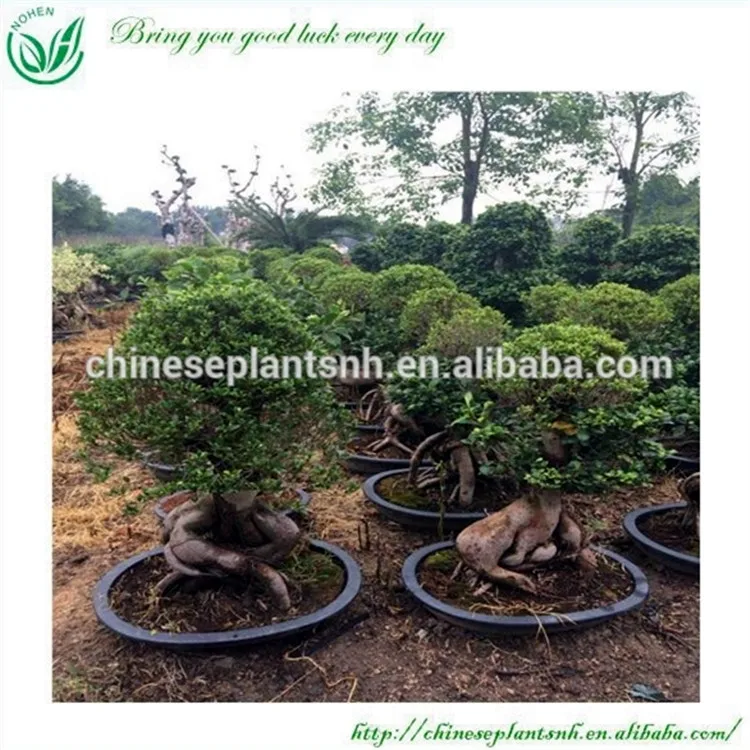 
Украшение для деревьев бонсай фикус микро карпа 