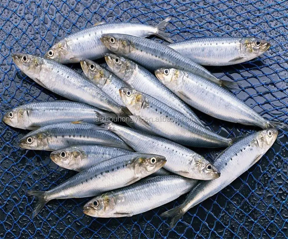 good quality frozen sardine for canning and market with best price