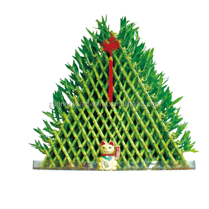 
hot sale pyramid dracaena lucky bamboo 5 layers sanderiana fengshui plants 