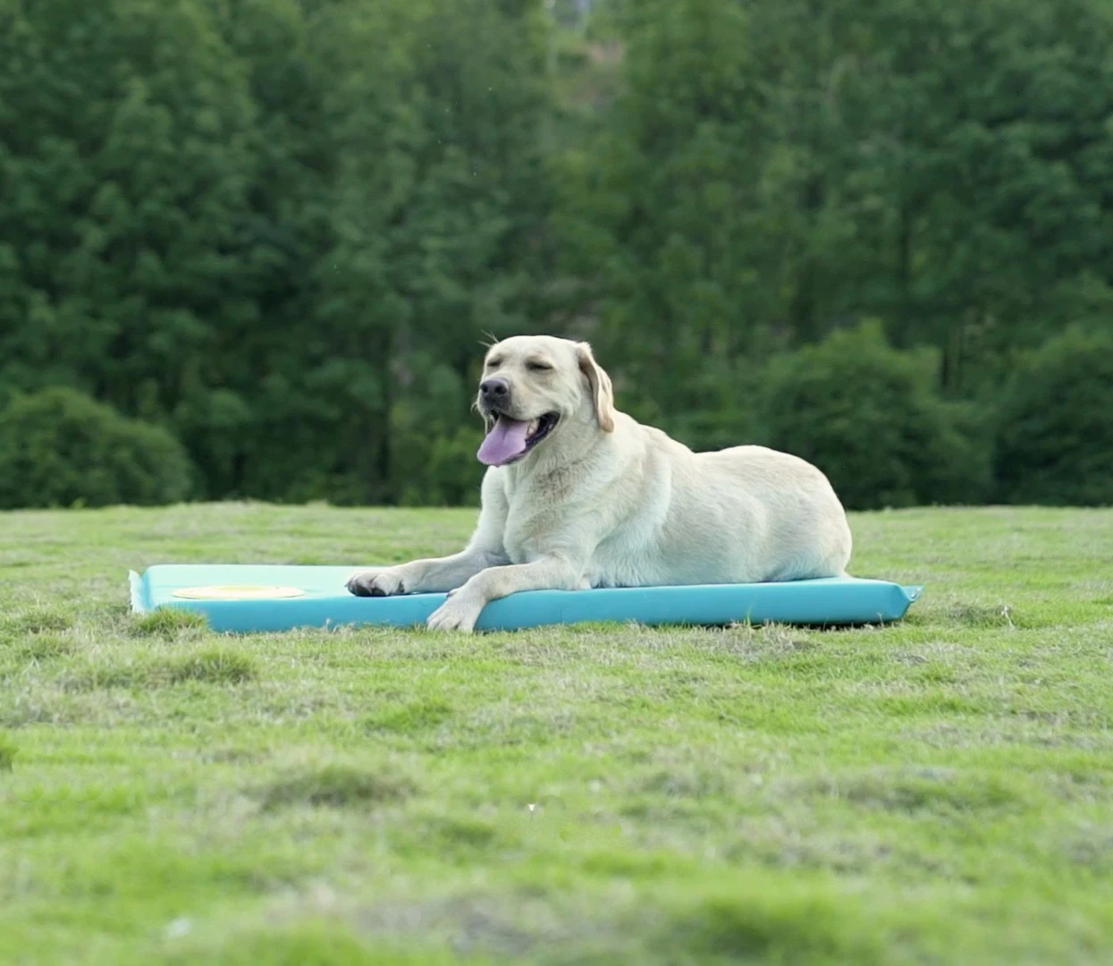 
Pet Heat Mat 540G 610G 700G Glossy & Matte 