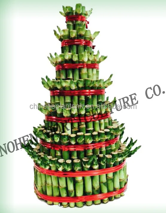 
DRACAENA SANDERIANA, tower lucky bamboo for nursery garden decoration 