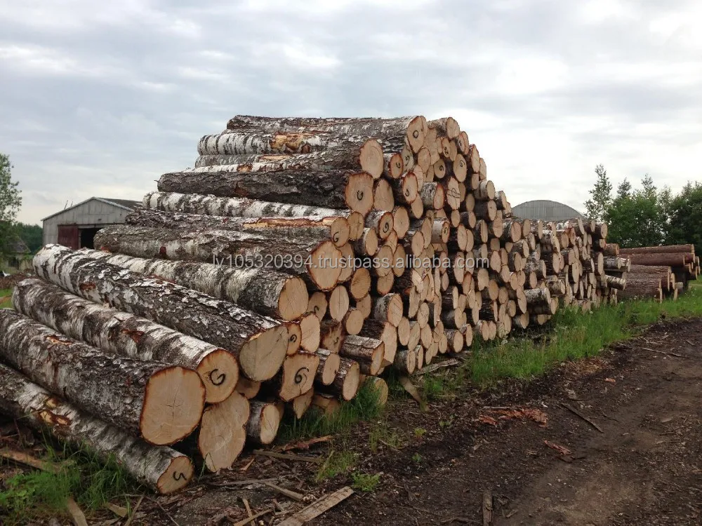 White Birch Logs - Latvia origin