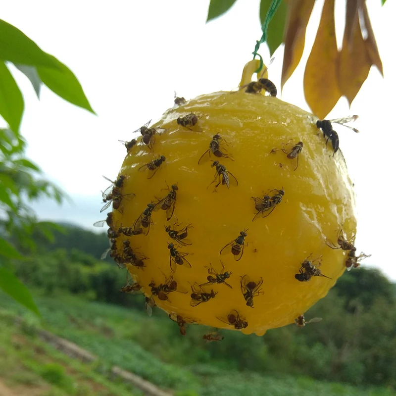 Fruit fly pheromone sticky ball