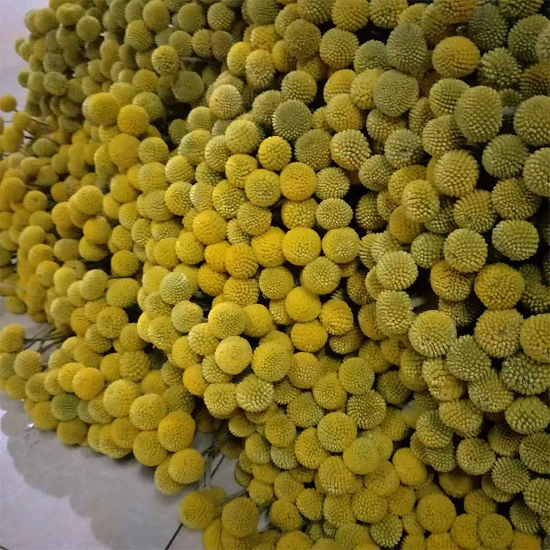 
dried flower collecting dried flower arrangements for walls 