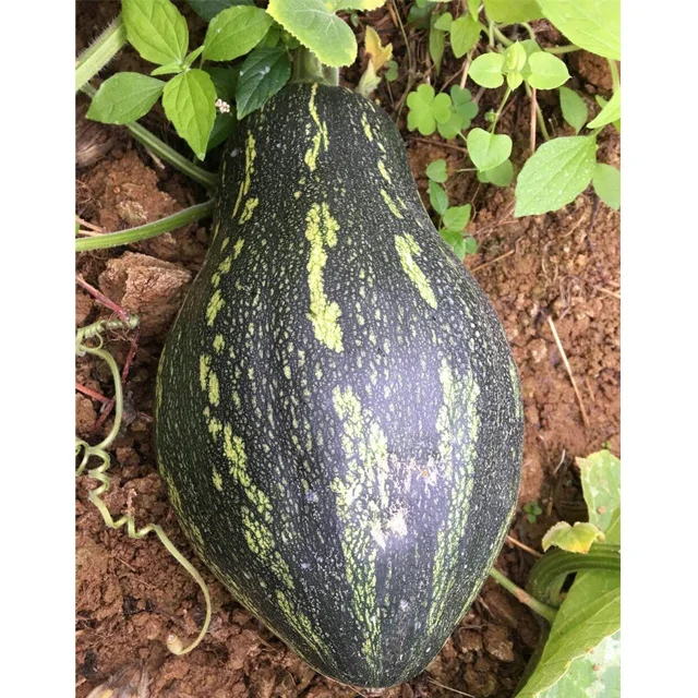 
Thailand kernels favor pumpkin seeds hybrid F1 