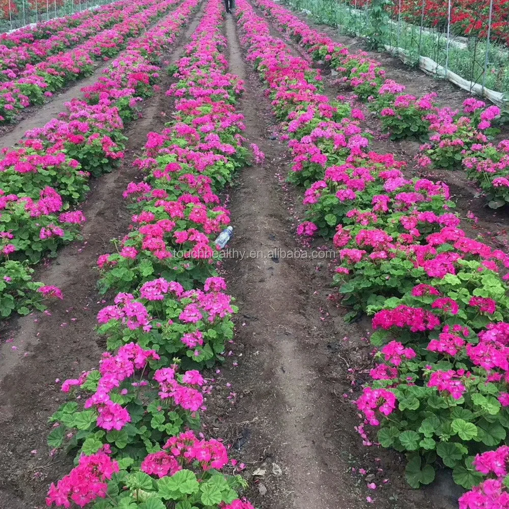 2021 семена пеларгония hortorum, семена герани для посева 1 грамм/пакет