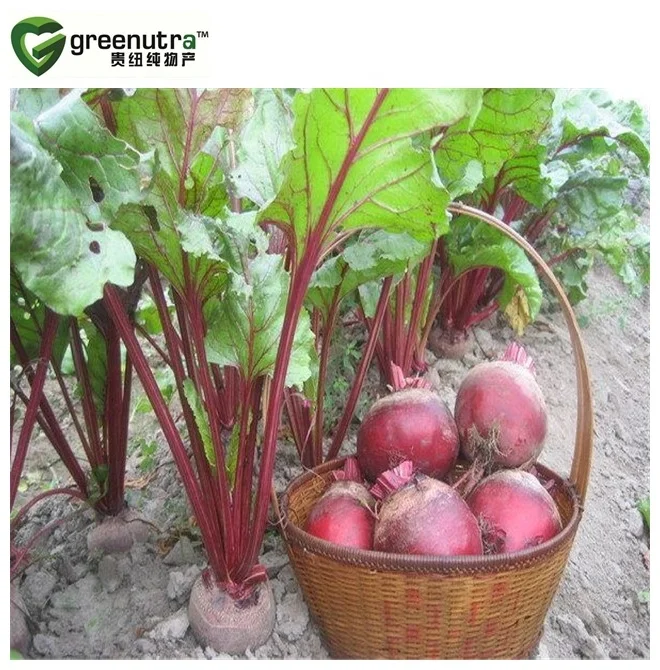 
natural Beet Straight Powder 