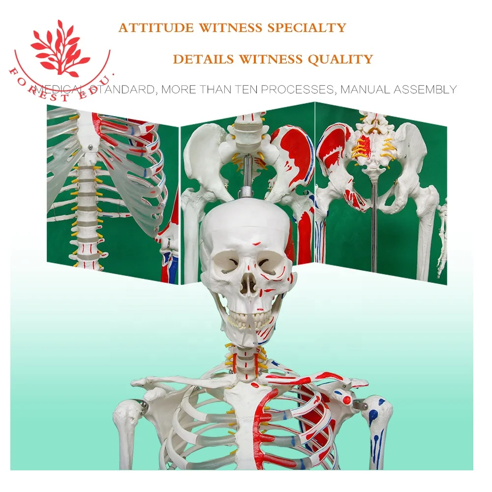 Модель скелета человека в натуральную величину из пластика с изображением мышц, происхождение и вставка