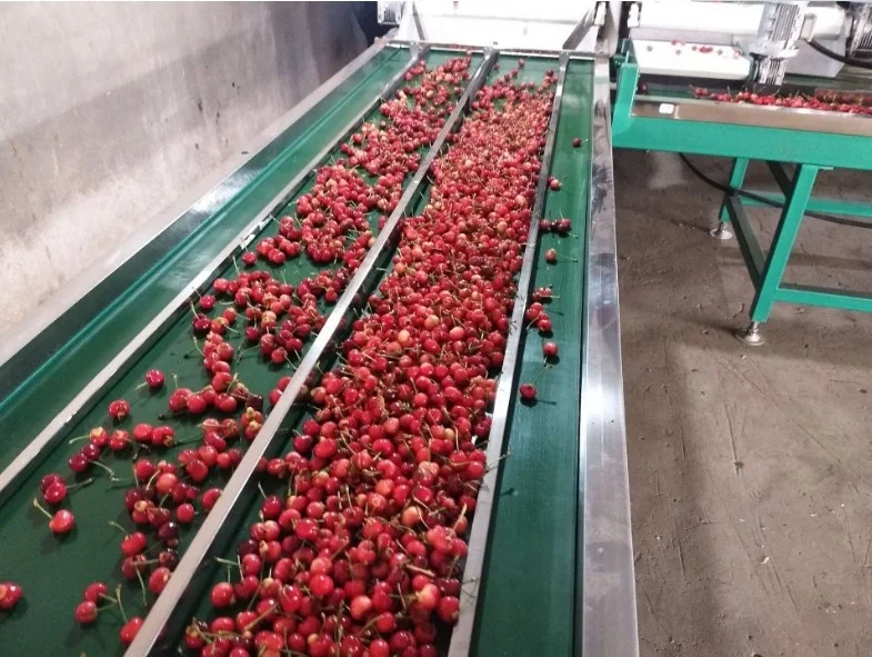 Electronic cherry ,blackberry sorting machine JZW-100g