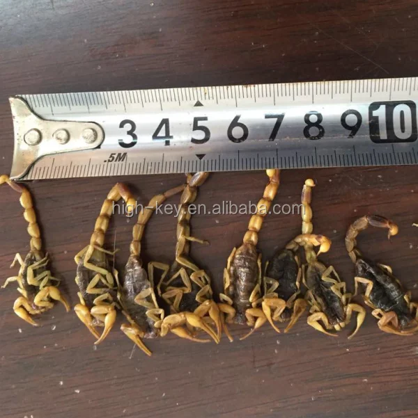 
10016 quan xie chinese medicine herb whole scorpion 