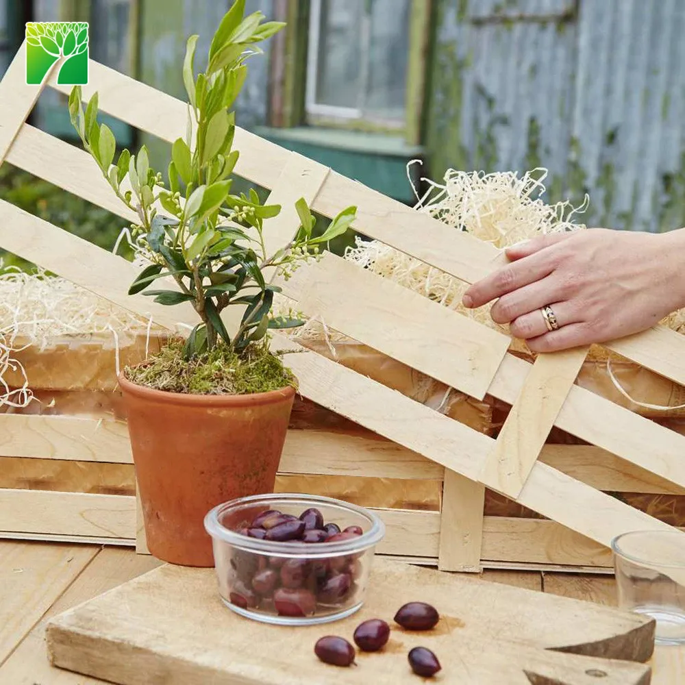 Оптовая продажа экологически чистых домашних украшений, свежие фруктовые растения, персонализированный подарок на оливковое дерево