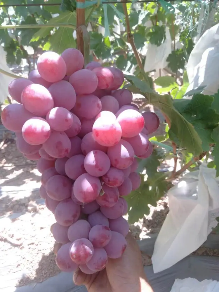 Красный виноград