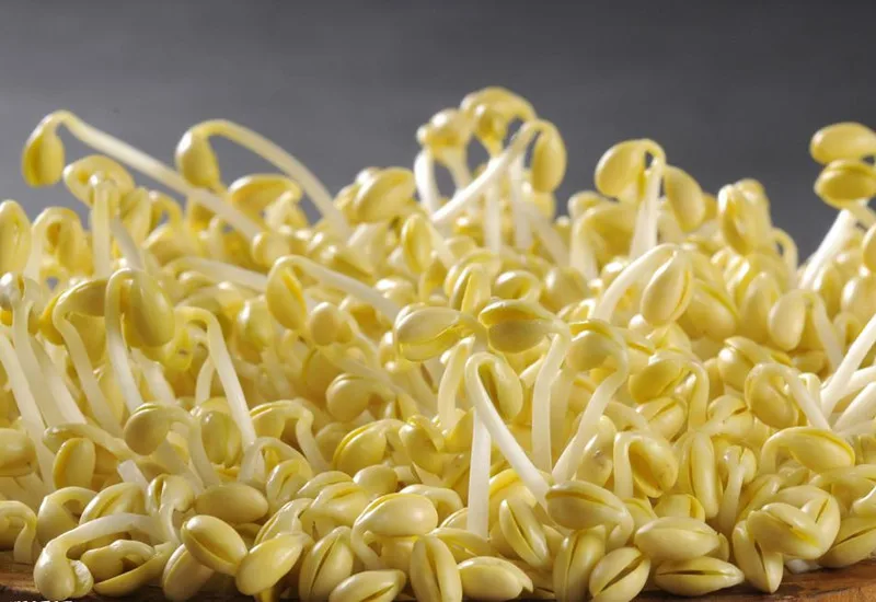 
Good Quality Bean Sprout Growing Machine/ Mung Bean Sprout Machine/ Bean Seed Germination Machine 