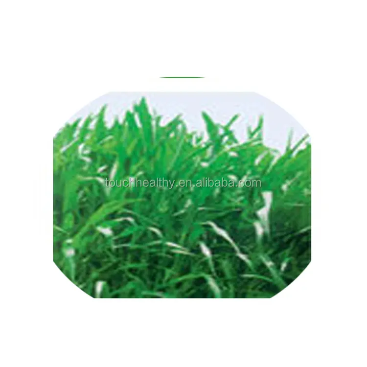 
2021 perennial ryegrass seeds forage seeds grass seeds Soil is not strictly required 