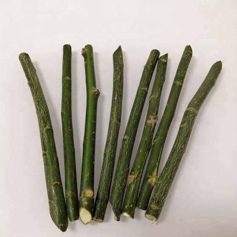 Новая резка для выращивания ивы