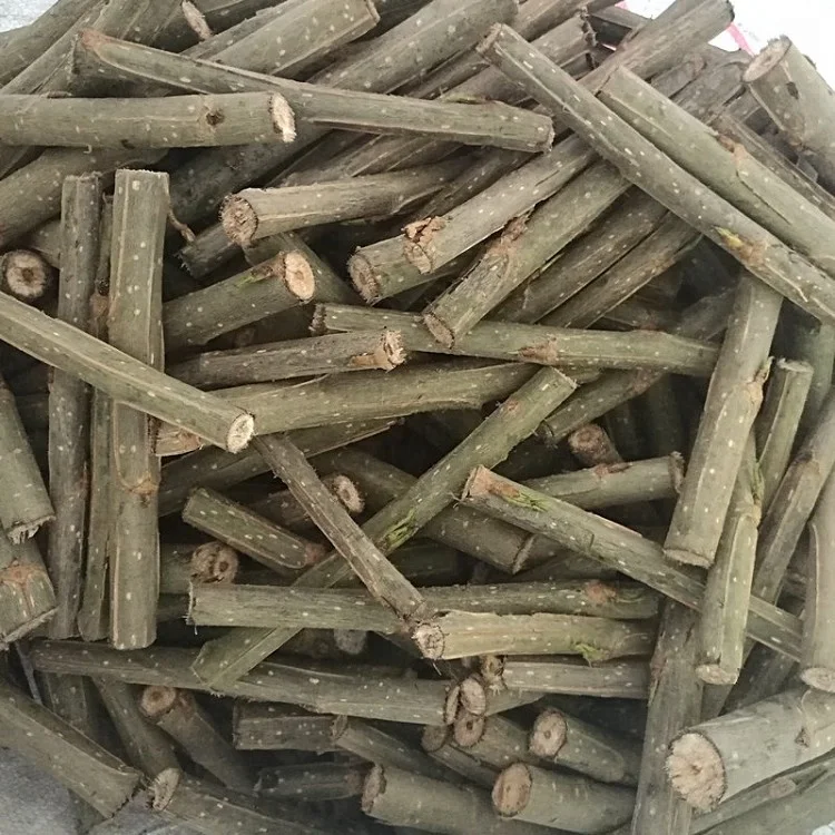 
Yang shu fast growth cold resistant not catkin male Alamo trunk cutting plants 