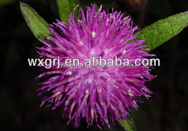 Liver-protecting tablet Milk Thistle ,Silymarin,Silybin80%