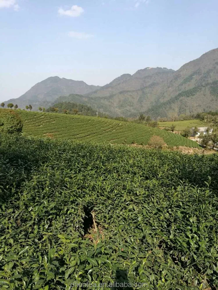 new harvest famous West Lake Dragonwell  Green Tea