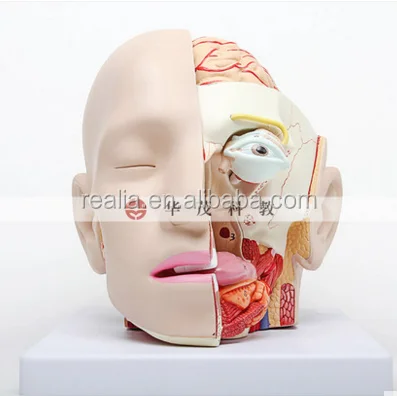 HM-BD-074HB Plastic Human Head model with Brain