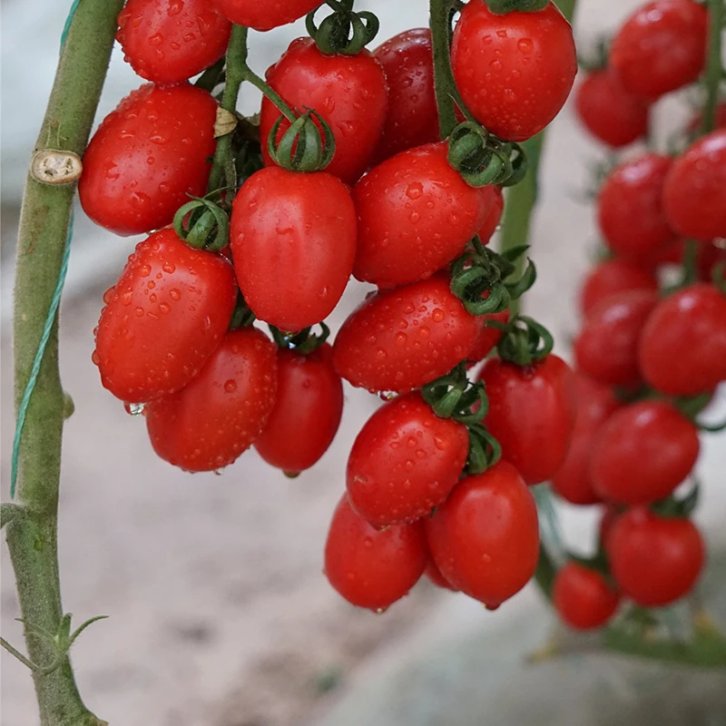 Непрерывные гибридные семена овощей, Томаты, цена