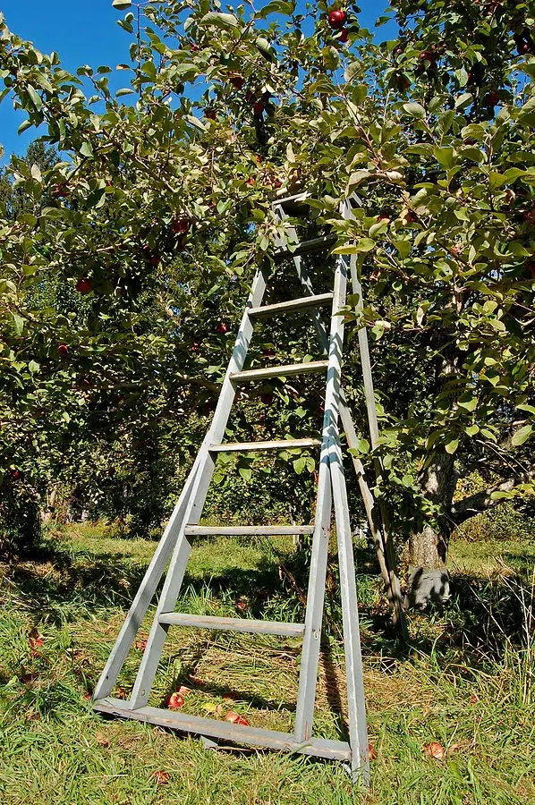 Lightweight orchard ladders aluminum tripod ladder