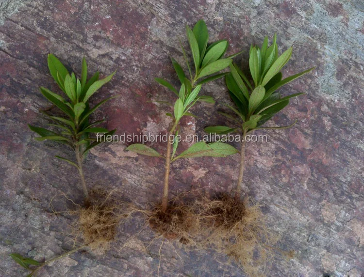 
 Растение-шест, Рододендрон, рассада pulchrum  