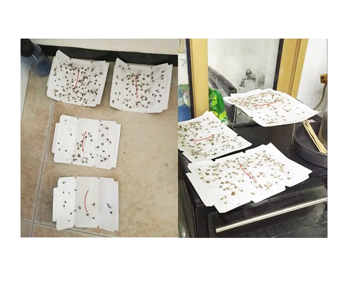 Plodia interpunctella насекомые феромоны для буфета ловушка для моли