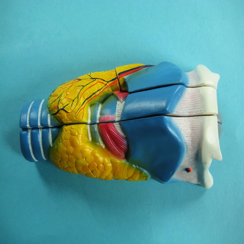 Новинка, Лидер продаж, высококачественные биологические учебные пособия, анатомическая модель человеческого ларинкса