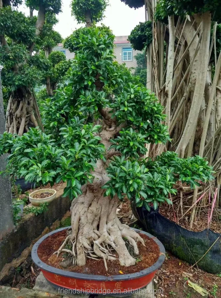 
Beautiful Ficus Microcarpa Bonsai Trees 