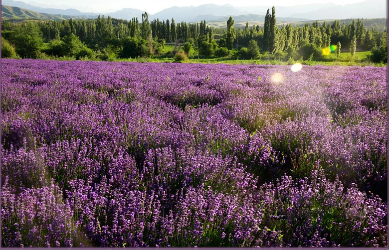 wholesale best quality dry lavender flower pure dried lavender buds