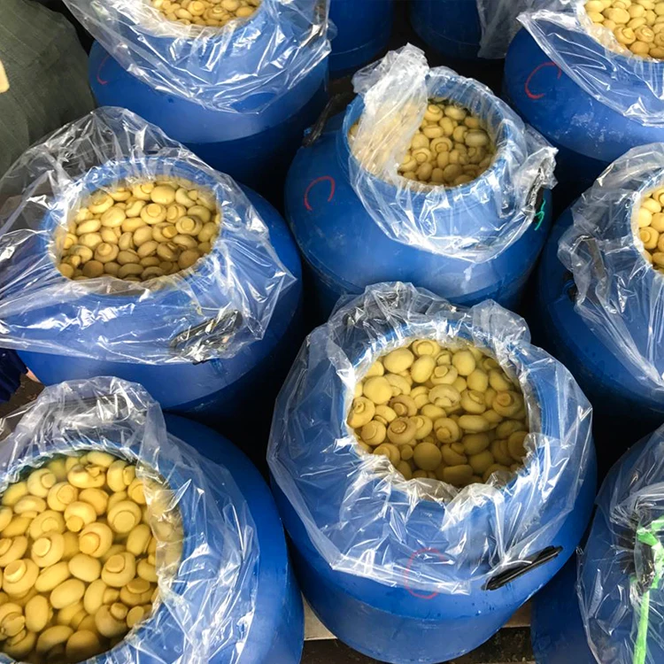 
Fresh mushroom agaricus blazei in drum 