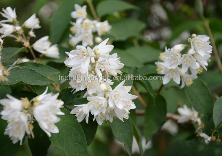 
The landscape tree Deutzia scabra seedling 