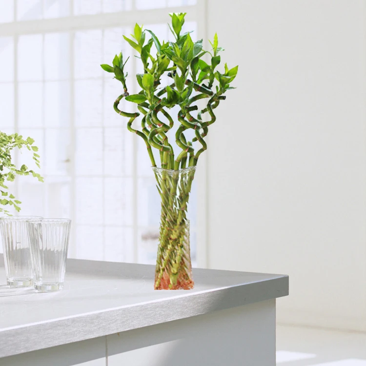 
lucky bamboo spiral natural indoor live plants bonsai tree dracaena sanderiana 