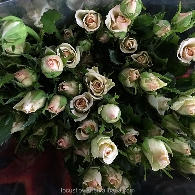 First class bulls rose wedding decoration flower of love