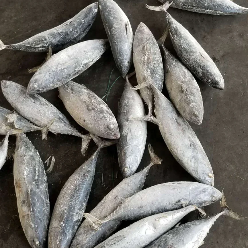 
Grade WR frozen bonito seafood product 