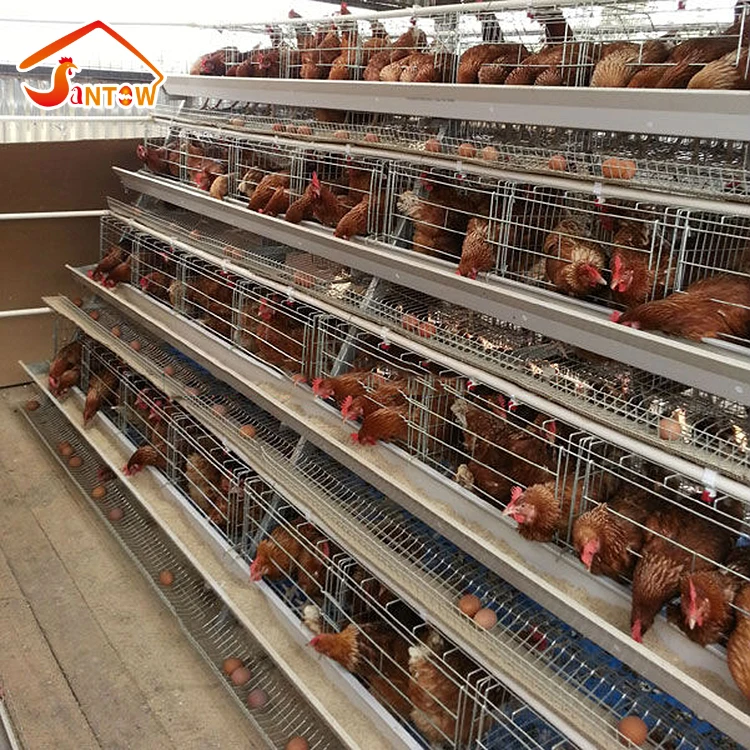 Layer Cage Assembling Tools Layer Chicken Cage For Live Chicken large scale chicken farms for bv 380 of germany