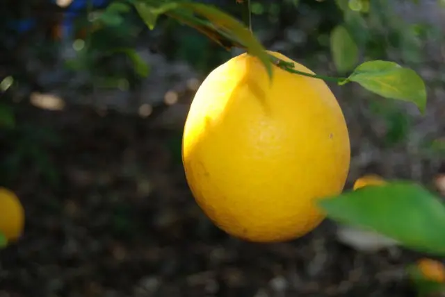 Premium Quality Widely Selling 100% Natural & Pure Bergamot Essential Oil Wholesale | Manufacturer Highest Supplier Bergamot Oil