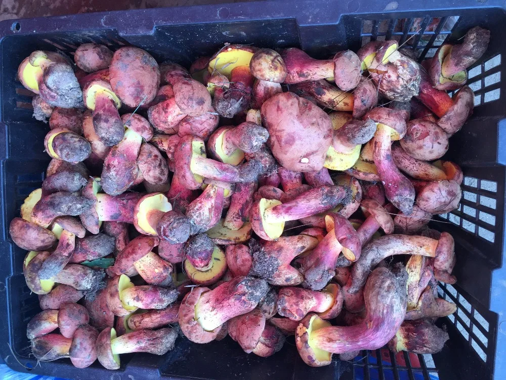 
Detan Wild Boletus Fresh Mushroom Price 
