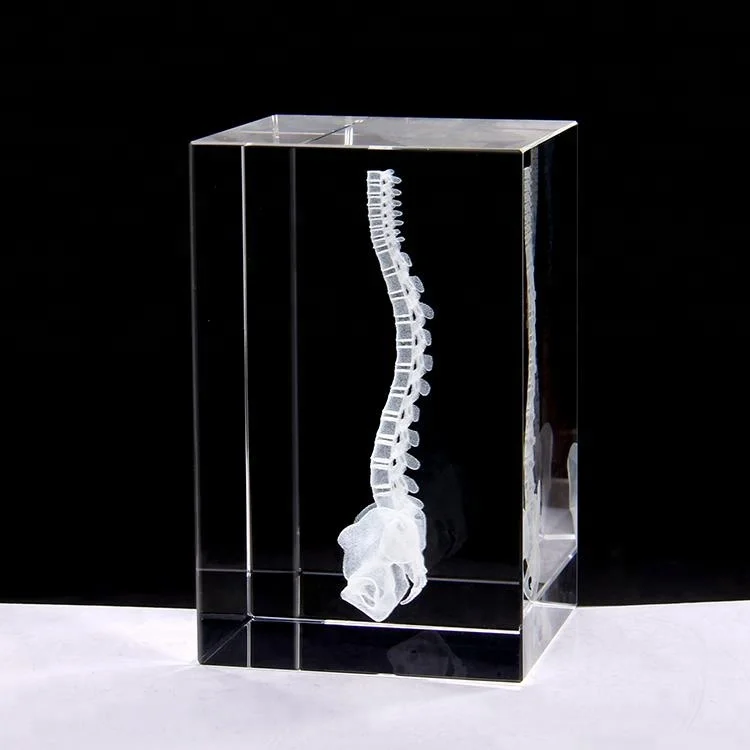 
Wholesale 3D engraving Spine models as crystal gift 