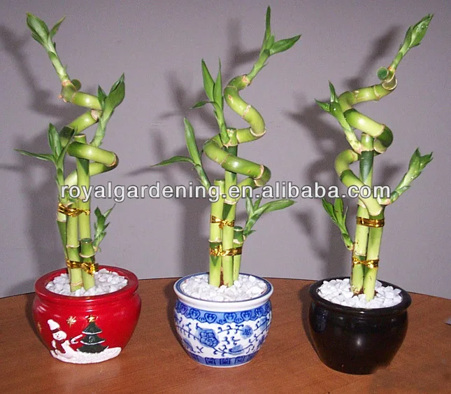 
Lucky bamboo sales to the Middle East countries 