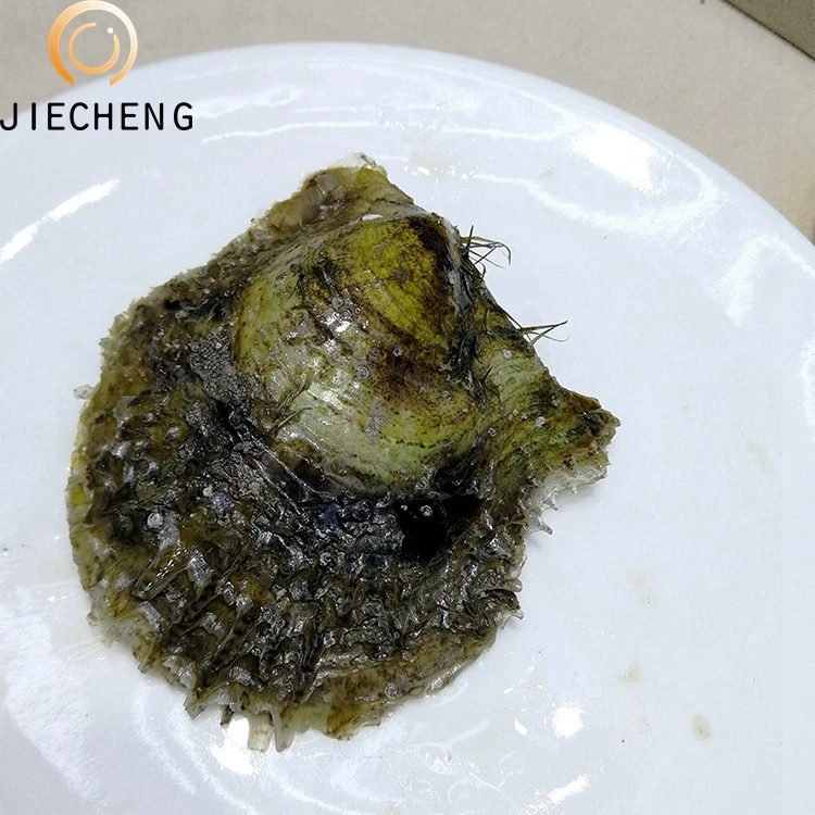 7-8mm seawater shell pearls wholesale pearl oysters with pearls