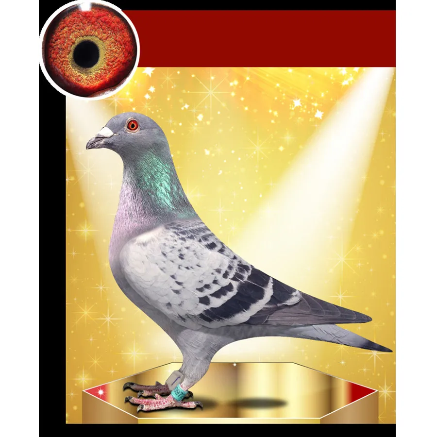 
Poultry Premix Vitamin Mineral Tablet Racing Pigeon Supplement Medicine for Flying 