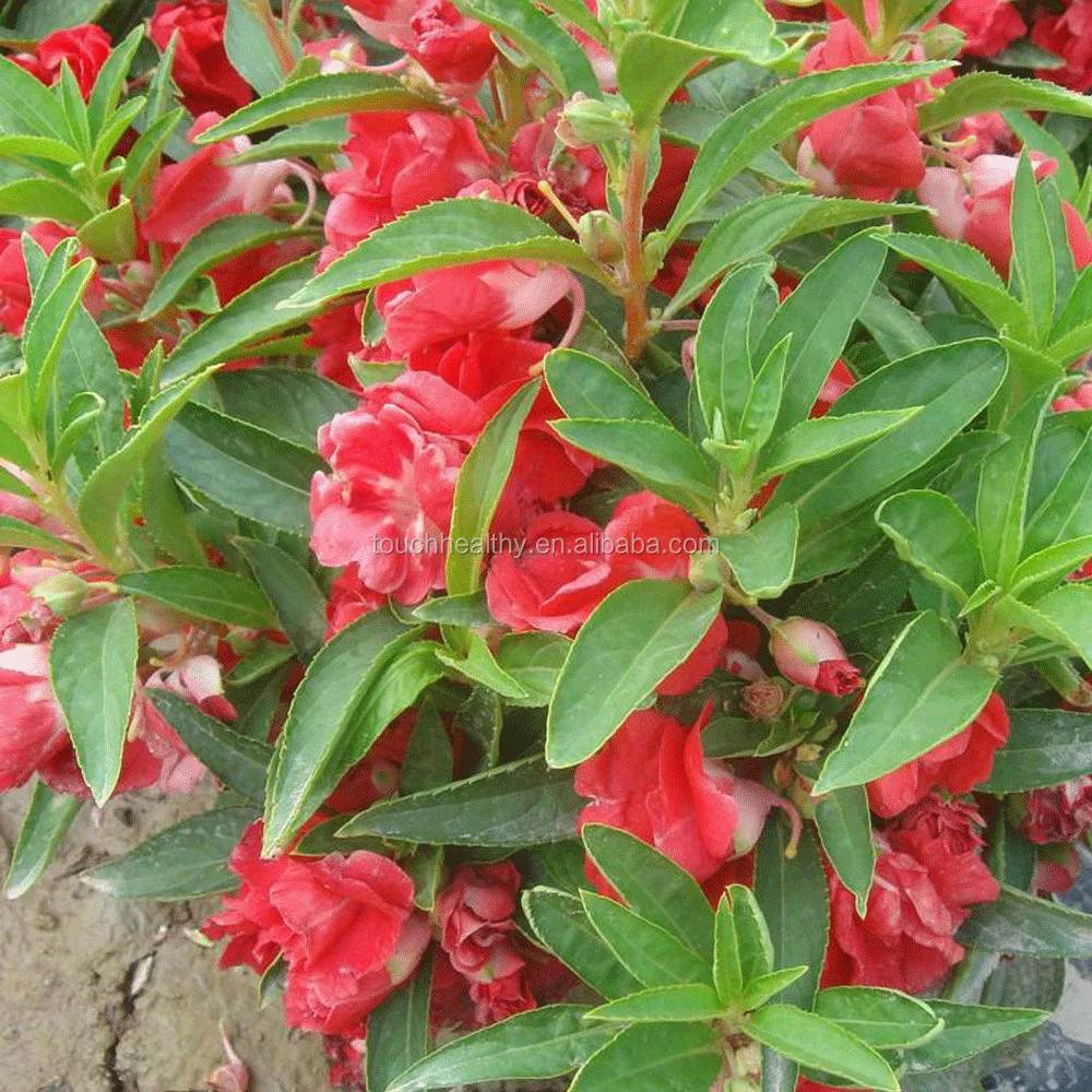 Хорошее качество, семена цветов розово-красного цвета с нетерпением, семена китайских цветов с нетерпением