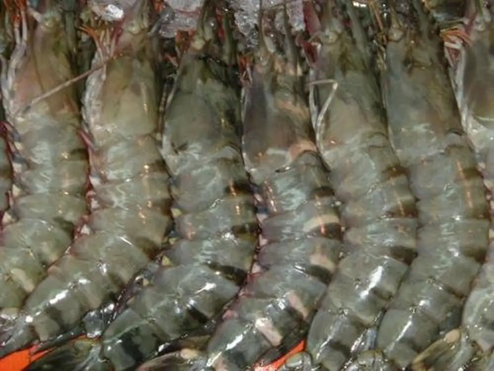 
Black Tiger Prawn (Vietnam, Indonesia, Madagascar) 
