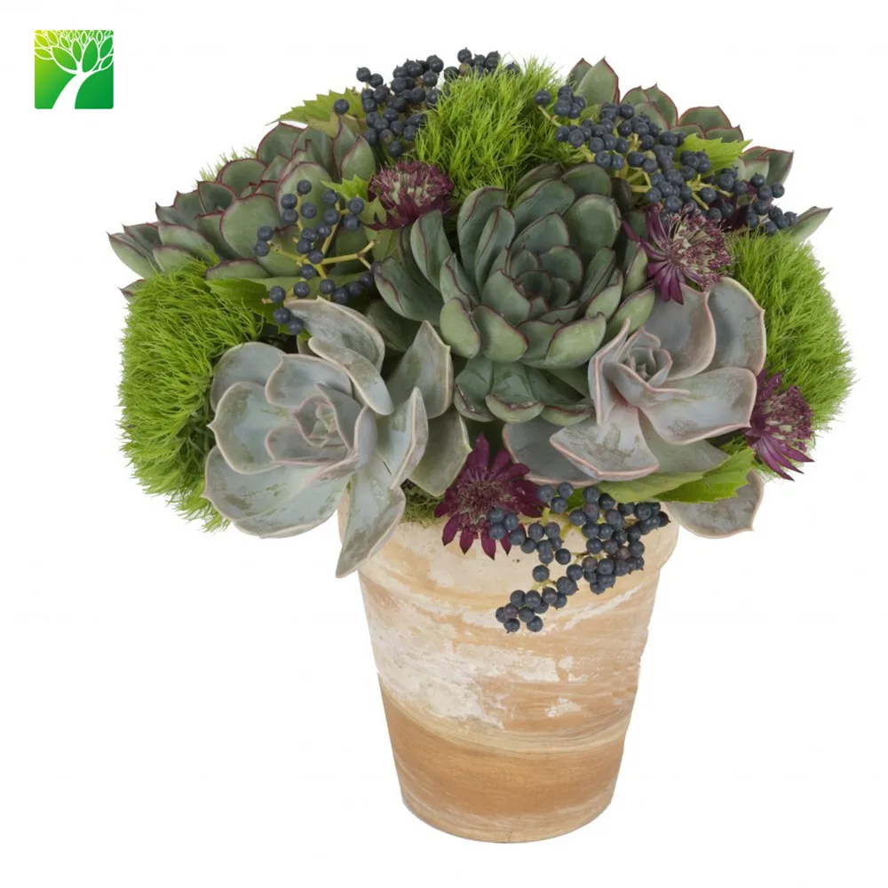 Пушистый привычки h2 героев из мультфильмов Echeveria chihuahuaensis live суккулент