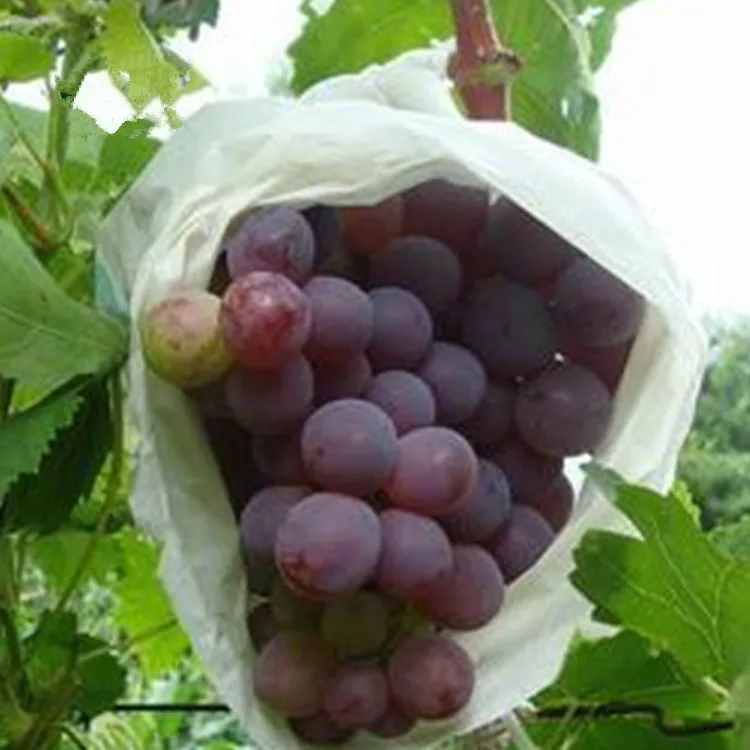 Pp spunbond нетканый дышащий защитный чехол для растений защитные пакеты фруктов