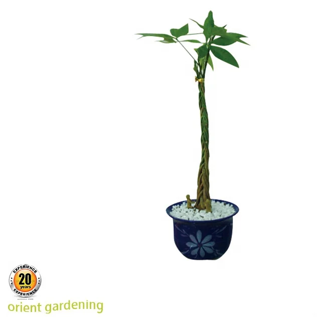 Бонсай растения pachira aquatica tree